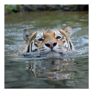 Póster Natación del tigre