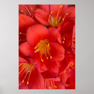 Póster Natal Lily Flower Poster