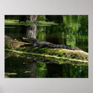 Póster Natchez Trace Gator (3)