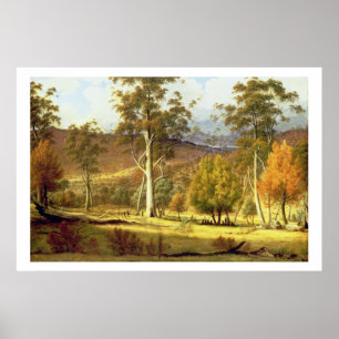Póster Nativos en el bosque Eucalypt en llanuras de molin
