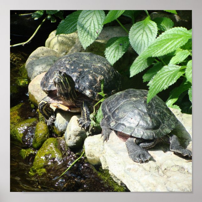 PÓSTER NATURALEZA (Frente)