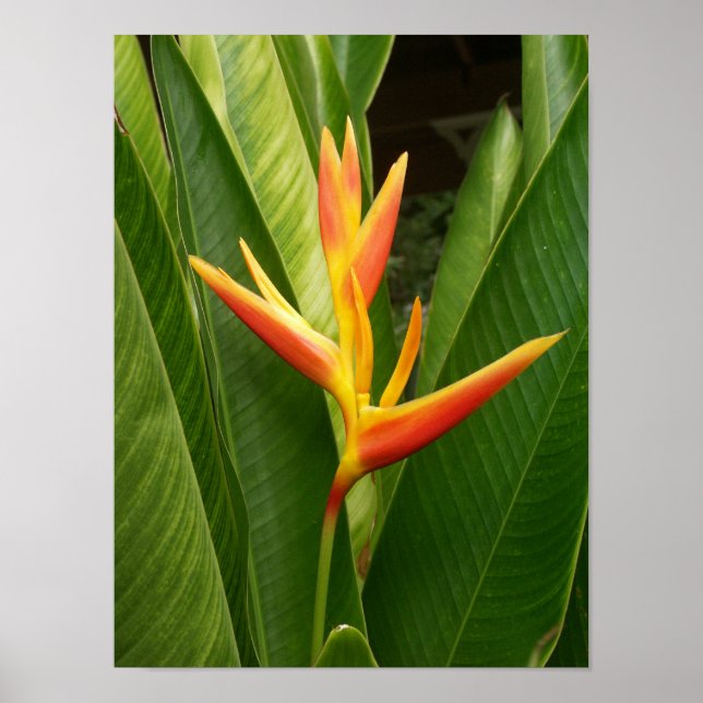 Póster Naturaleza (Frente)