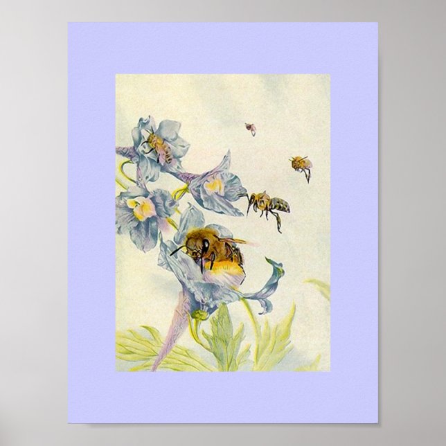 Póster Naturaleza Abejas y flores de gloria matutinas Lil (Frente)