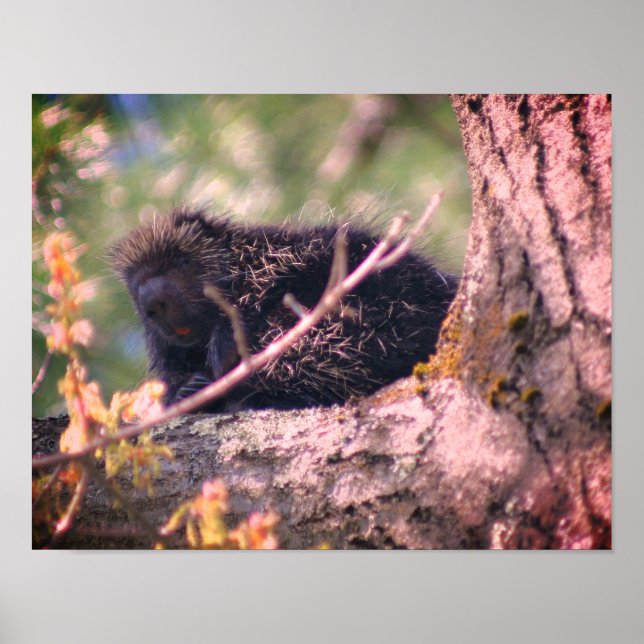 Póster Naturaleza animal de la vida silvestre Porcupine (Frente)