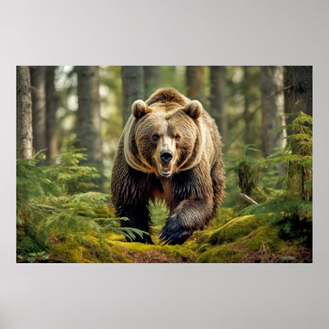 Póster Naturaleza animal de oso pardo majestuoso salvaje (Frente)