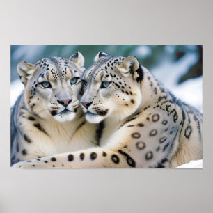 Póster Naturaleza animal leopardo de la nieve Afecto a la