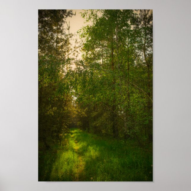 Póster Naturaleza Árboles verdes Paisaje forestal Bielorr (Frente)