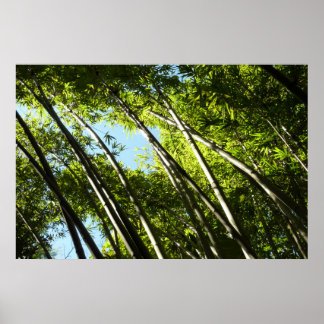 Póster Naturaleza botánica de Bambú