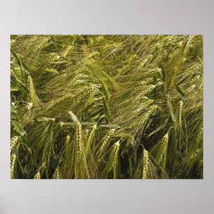 Póster Naturaleza Botánica del Grano de Centeno