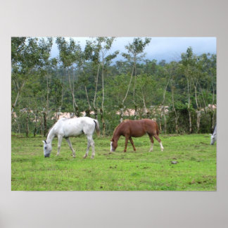 Póster Naturaleza - buscamos la paz