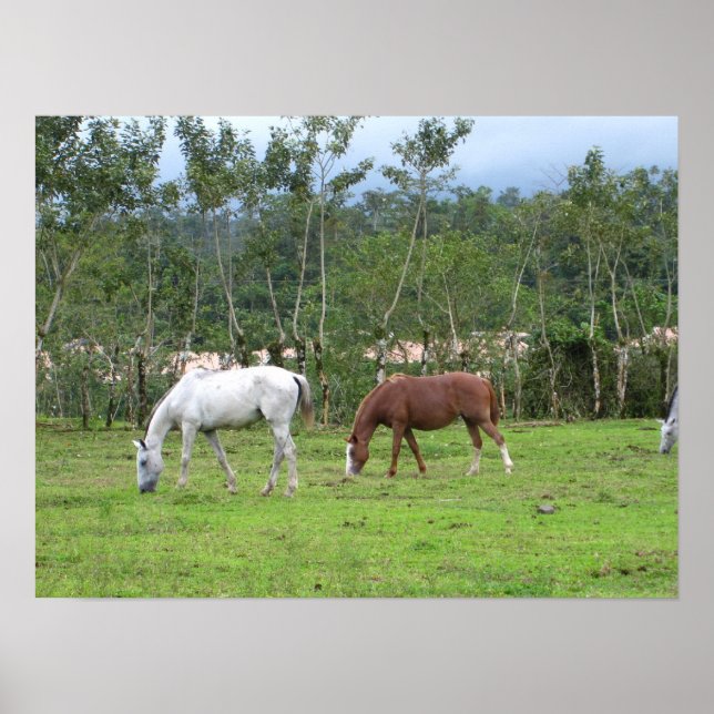 Póster Naturaleza - buscamos la paz (Frente)