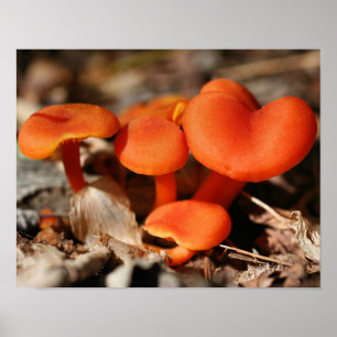 Póster Naturaleza de la familia del hongo naranja