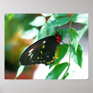 Póster Naturaleza de la mariposa negra
