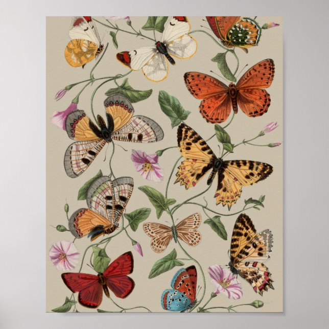 Póster Naturaleza de la polilla de mariposa Dibujo acuare (Frente)