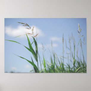 Póster Naturaleza de la pradera del campo del cielo azul
