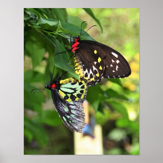 Póster Naturaleza de las mariposas negras (Frente)