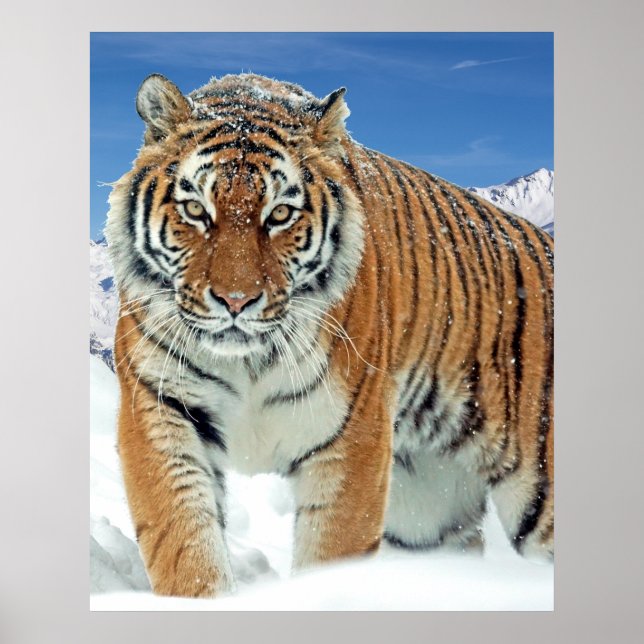 Póster Naturaleza de las Montañas de Nieve Tigre Poster d (Frente)