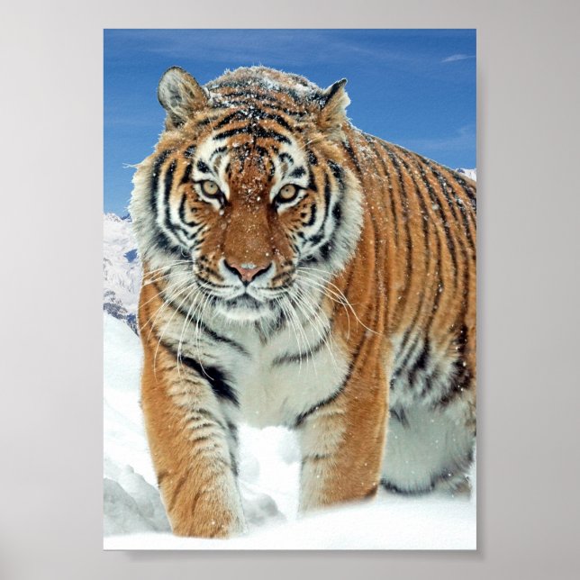 Póster Naturaleza de las Montañas de Nieve Tigre Poster d (Frente)