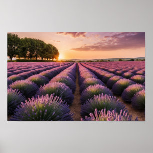 Póster Naturaleza de Lavanda Paisaje al aire libre Tranqu