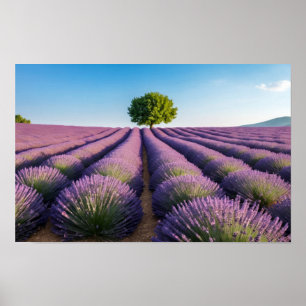 Póster Naturaleza de Lavanda Paisaje al aire libre Tranqu