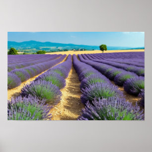 Póster Naturaleza de Lavanda Paisaje al aire libre Tranqu