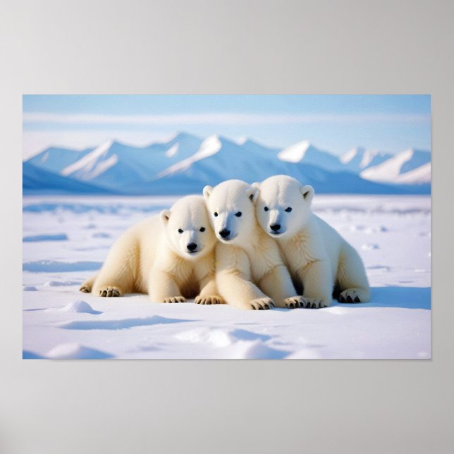 Póster Naturaleza de los animales del oso polar (Frente)