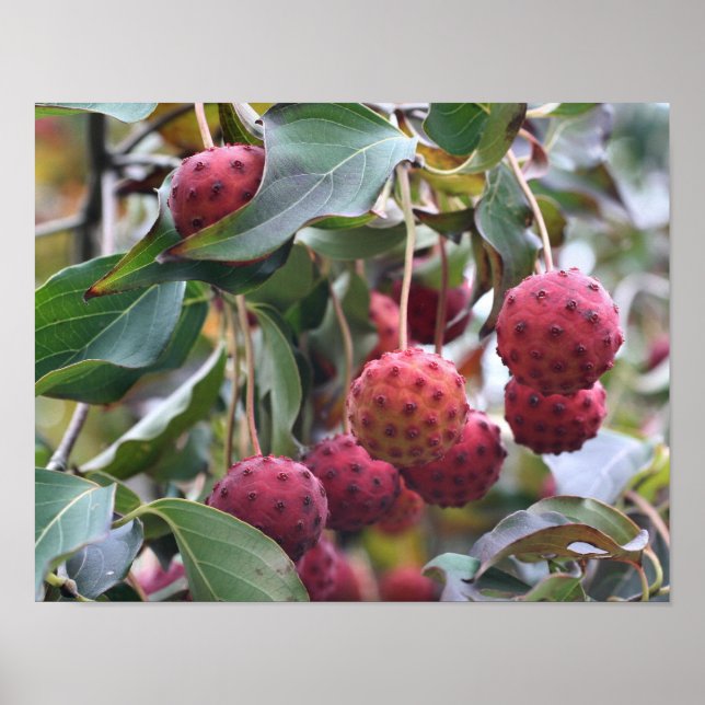 Póster Naturaleza de los frutos de dogwood rojos (Frente)