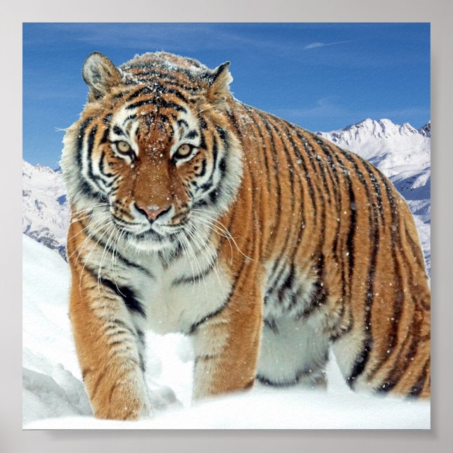 Póster Naturaleza de los montes Tigres de Nieve Poster fo (Frente)