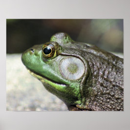 Póster Naturaleza de los Pensamientos de Rana Bullfrog