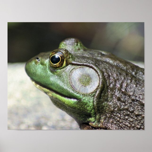 Póster Naturaleza de los Pensamientos de Rana Bullfrog (Frente)