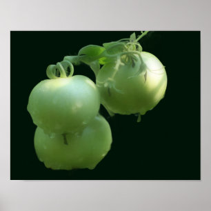 Póster Naturaleza de los tomates verdes