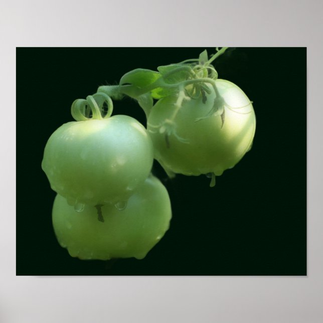 Póster Naturaleza de los tomates verdes (Frente)