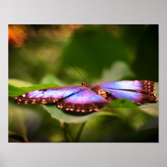 Póster Naturaleza de mariposa azul Tinta de cierre (Frente)