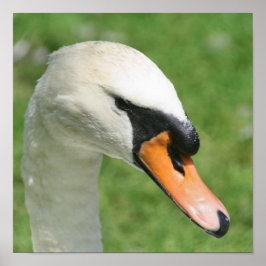 Póster Naturaleza del cisne blanco real