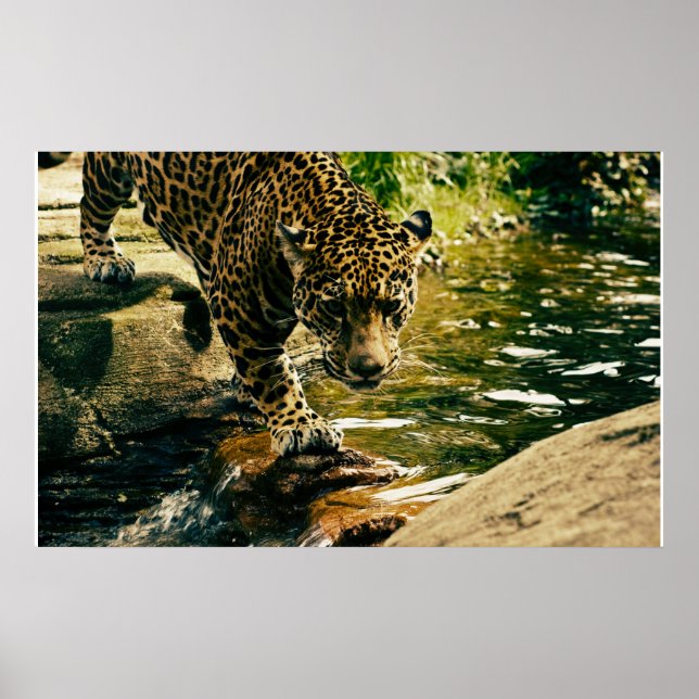 Póster Naturaleza del leopardo animal salvaje (Frente)
