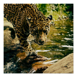 Póster Naturaleza del leopardo animal salvaje