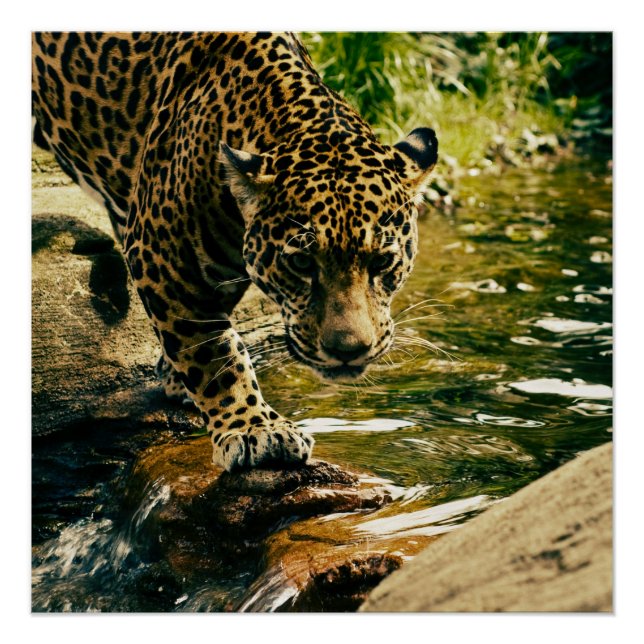 Póster Naturaleza del leopardo animal salvaje (Anverso)