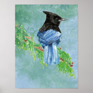 Póster Naturaleza del Stellar Jay Bird