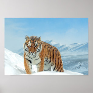 Póster Naturaleza del tigre de nieve. Foto Poster de las