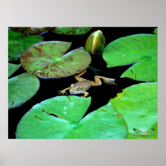 Póster Naturaleza entre los lirios