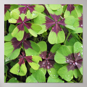 Póster Naturaleza, Flor, Verano, Shamrock, Verde, Botánic