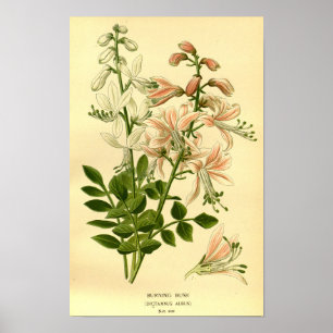 Póster Naturaleza floral vintage Quemadura botánica Bush 