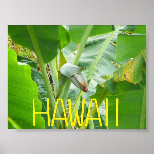 PÓSTER NATURALEZA HAWAII (Frente)