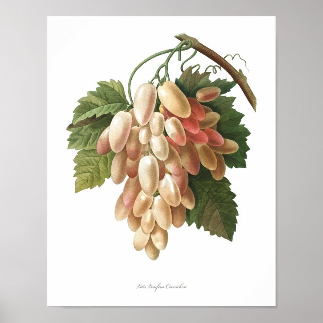 Póster Naturaleza, huella botánica, cartel de Vitis Vinif (Frente)