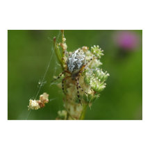 Naturaleza Maravillosa - Araña de Cruz - Primer Pl