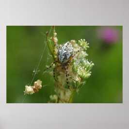 Póster Naturaleza Maravillosa - Araña de Cruz - Primer Pl
