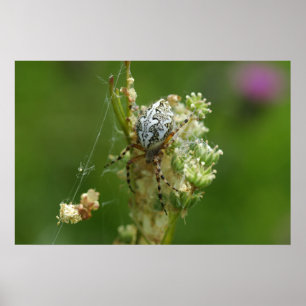 Póster Naturaleza Maravillosa - Araña de Cruz - Primer Pl