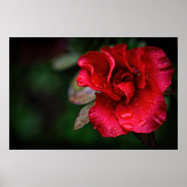 Póster Naturaleza natural de las flores rojas poster de l