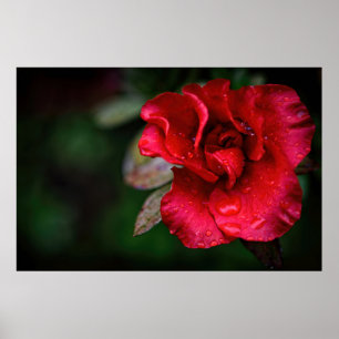 Póster Naturaleza natural de las flores rojas poster de l