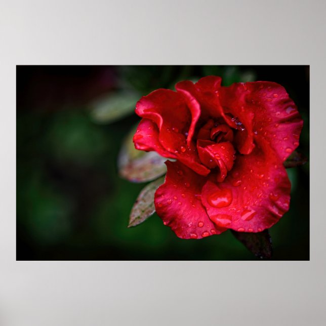 Póster Naturaleza natural de las flores rojas poster de l (Frente)